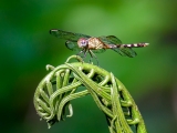 Dragonfly 9846