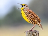 Eastern Meadowlark Breesing Adult