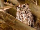 Eastern Screech Owl 0335