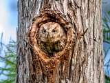 Eastern Screech Owl - 3073