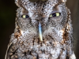 Eastern Screech Owl - 9910-2