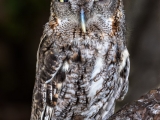 Eastern Screech Owl - 9910