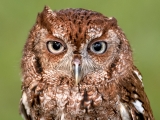 Eastern Screech Owl - 9926-2