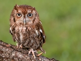 Eastern Screech Owl - 9926