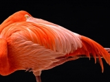 Flamingo - 0445