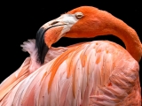 Flamingo - 7480