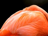 Flamingo - 7511