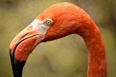 Flamingo Portrait - 3367