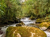 Flowing Jungle Creek