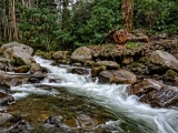 Flowing Stream in the Cloud Forest