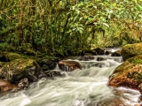 Flowing Stream in the Cloud Forest