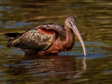 Glossy Ibis At Sunrise