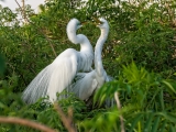 Great Egret Mating Ritual