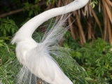 Great Egret looking for a mate