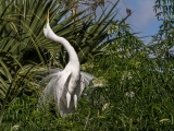 Geat Egret - 5104