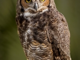 Great Horned Owl - 2077