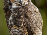 Great Horned Owl - 9797