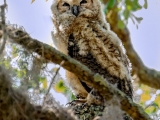 Great Horned Owlet 8166