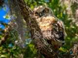 Great Horned Owlet 8217