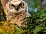 Great Horned Owlet 8268