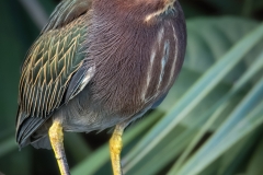 green-heron-4821