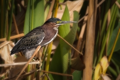 green-heron-4967