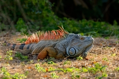 green-iguana