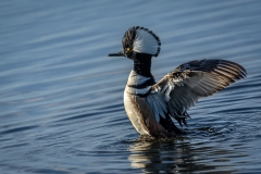 hooded-merganser-2