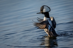 hooded-merganser-3