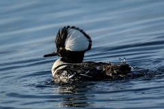 hooded-merganser