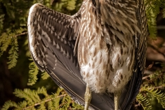 juvenile-yellow-crown-night-heron-4872