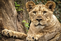 Lion Cub Portrait