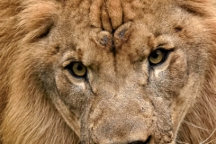 Lion Portrait