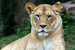 Lioness Resting