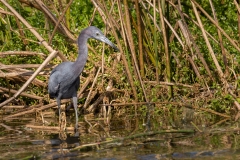 little-blue-heron-4952