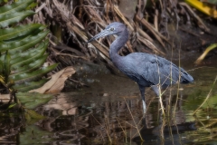 little-blue-heron-4981