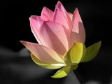 Elegant Water Lotus