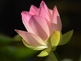 Lotus Water Lily