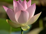 Lotus Water Lily - 6485