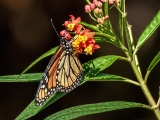 Monarch Butterfly 9532