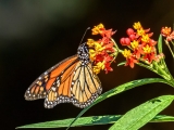 Monarch Butterfly 9545