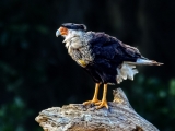 Northern Crested Caracara - 1066