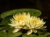 Pair of Yellow Waterlilies - 8038