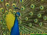 Peacock - 0857