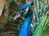 Peacock Portrait - 1200