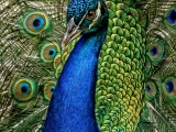 Peacock Portrait - 7558