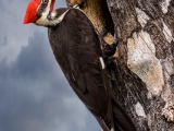 Pileated Woodpecker- 1697