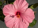 Pink Hibiscus