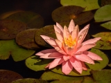 Pink Water Lily 2355