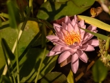 Pink Water Lily 2371